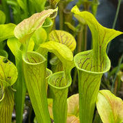 Sarracenia oreophila var. oreophila - Vigorous MK-O10