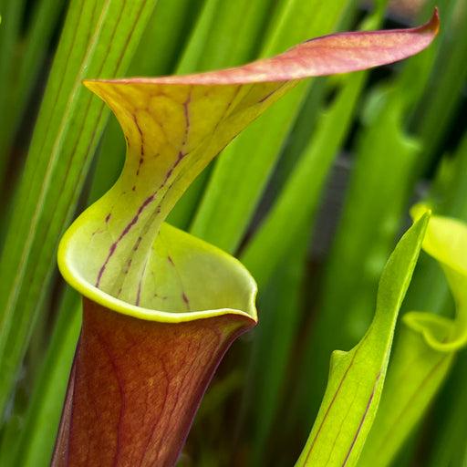 Sarracenia flava var. atropurpurea 'Waccamaw' (Green Swamp, North Carolina)