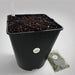 Sarracenia House Carnivorous Plant Potting Up Kit5 Litre With Moss