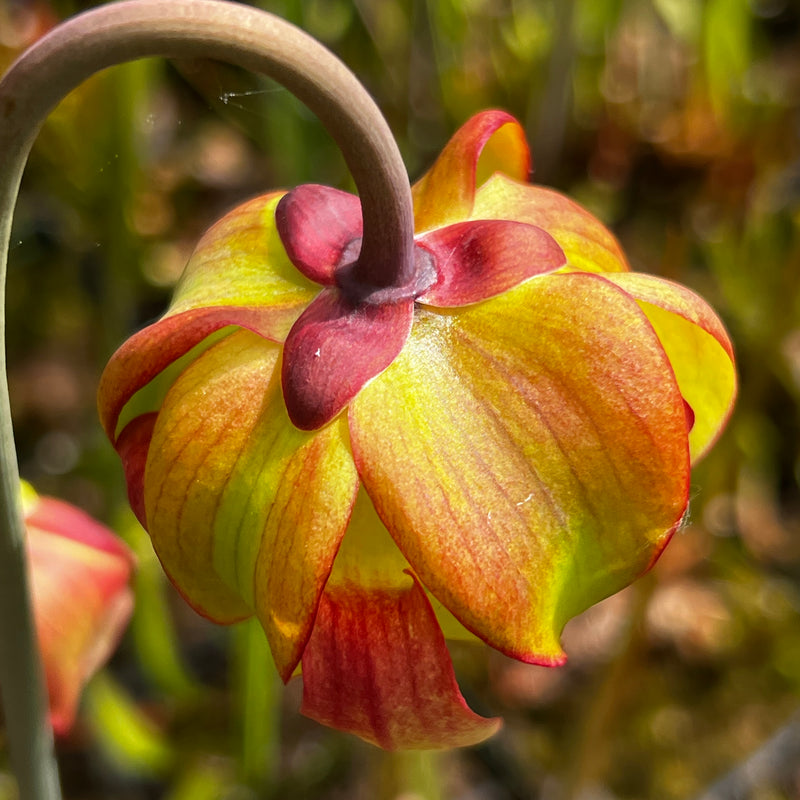 Sarracenia × moorei 'Timothy King'