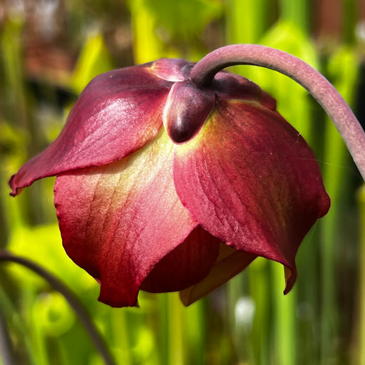 Sarracenia 'Bittoin'