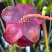 Sarracenia purpurea 'Belly of Blood'