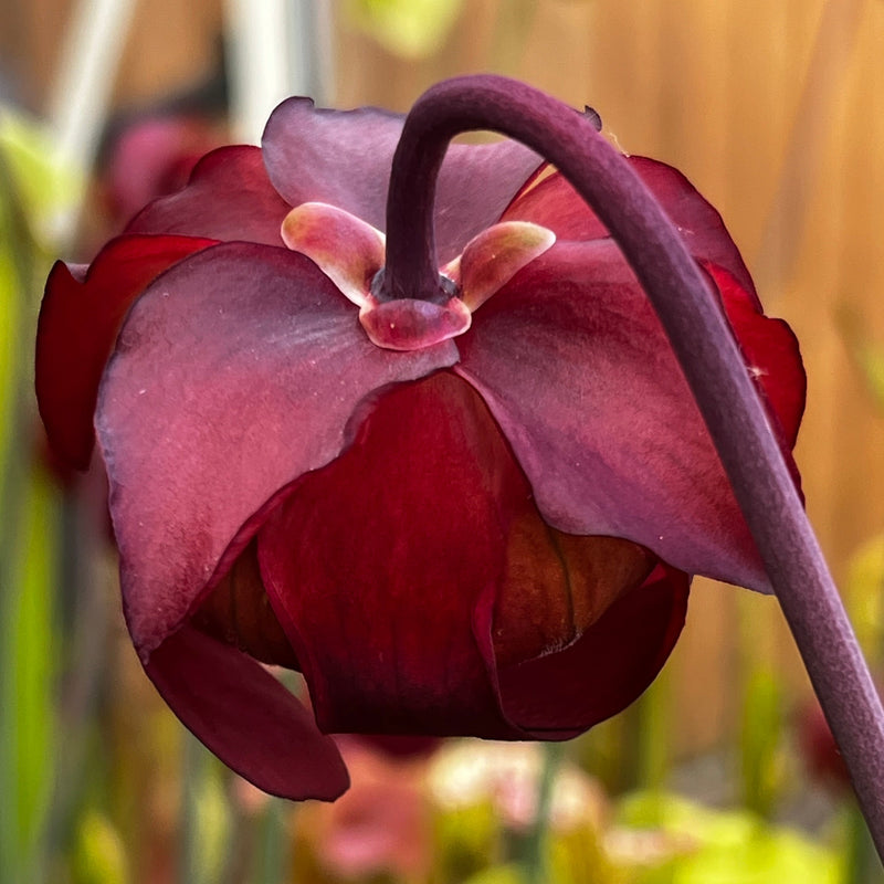 Sarracenia 'Giant Cotton'