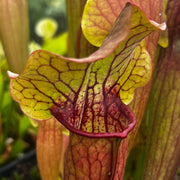 Sarracenia 'Triceratops'