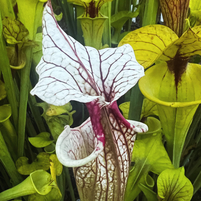 Sarracenia 'Atlas 5'