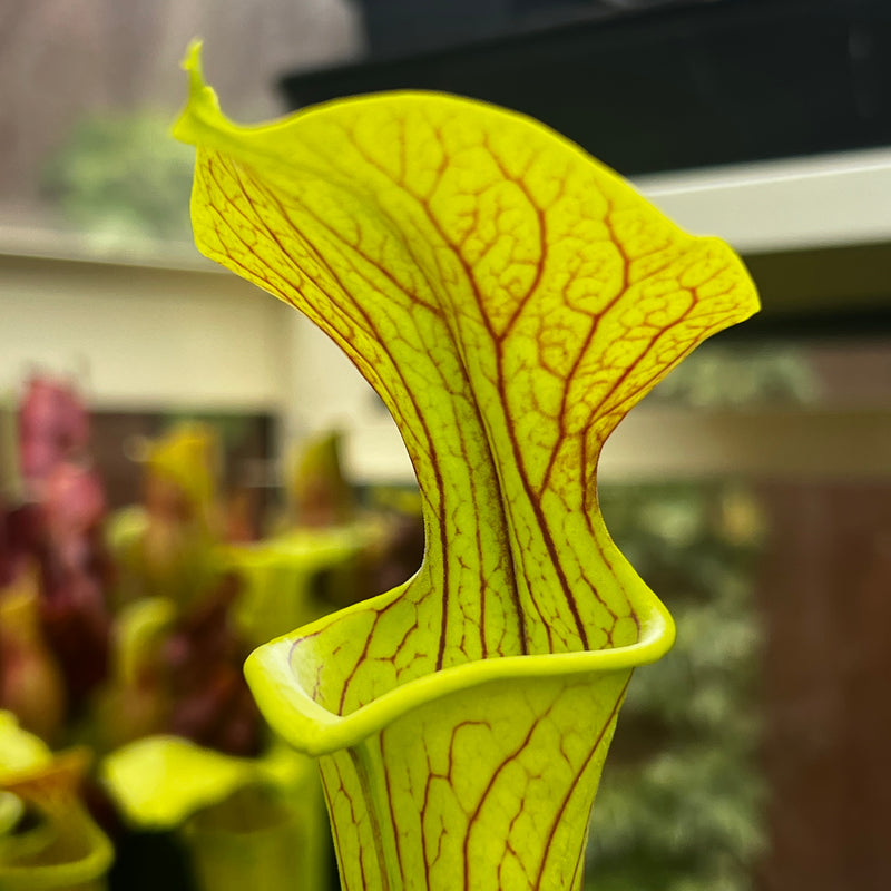 Sarracenia alata 'Black Flag'