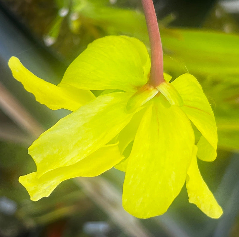 Sarracenia flava var. atropurpurea 'Waccamaw' (Green Swamp, North Carolina)
