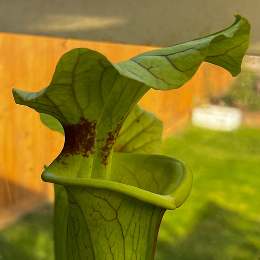 Sarracenia × moorei 'Brooks Hybrid'