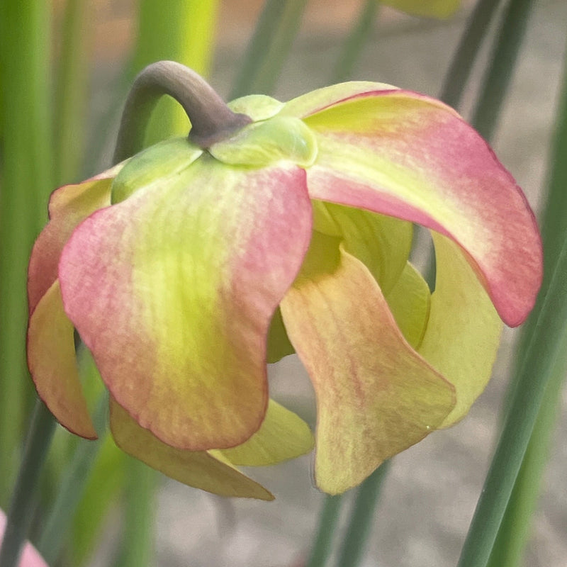 Sarracenia (× mitchelliana X × moorei) X rubra subsp. wherryi 'Giant' LB-SH80e