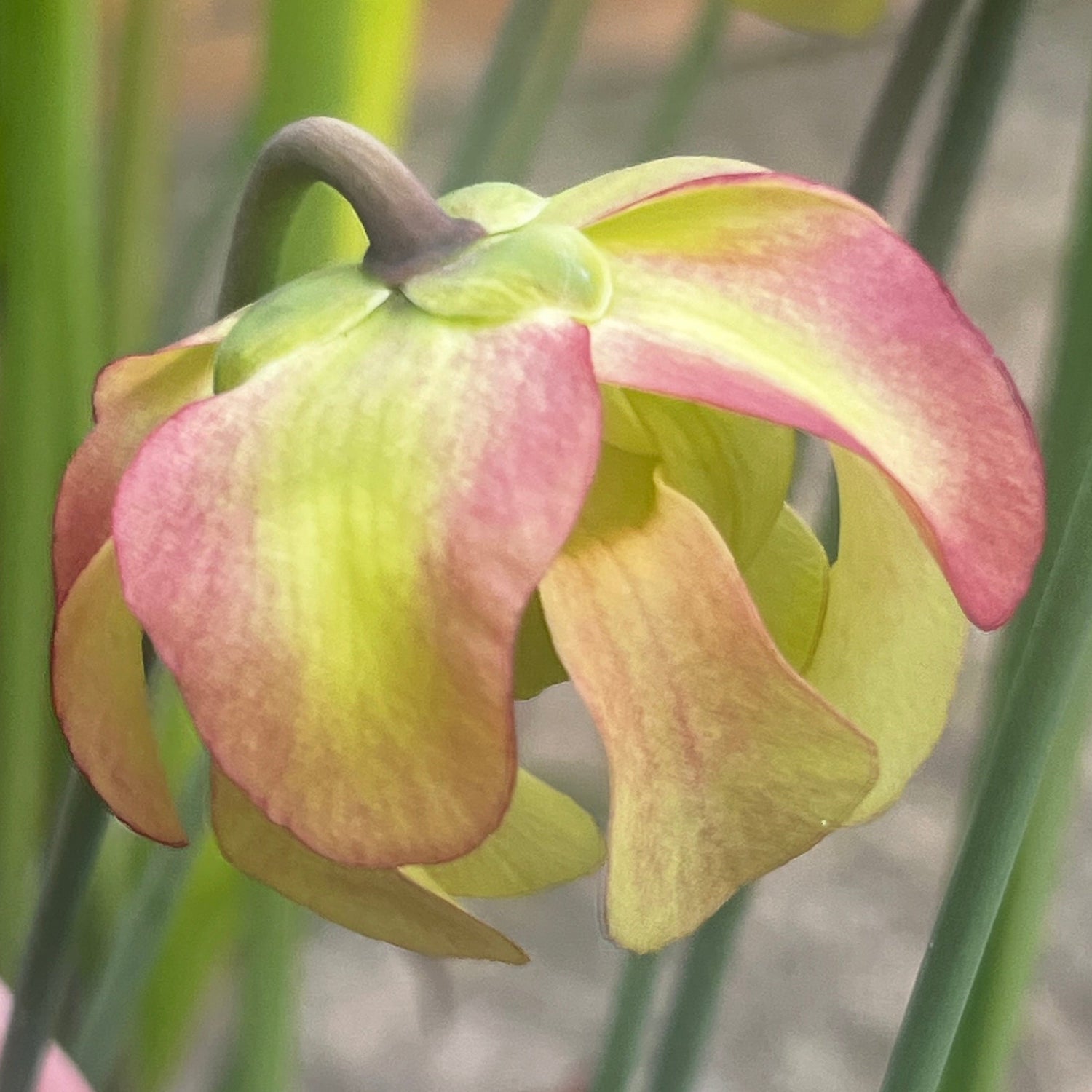Sarracenia (× mitchelliana X × moorei) X rubra subsp. wherryi 'Giant' LB-SH80e