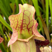Sarracenia purpurea subsp. venosa var. burkii 'Chipola Giant' (Chipola River, Florida)