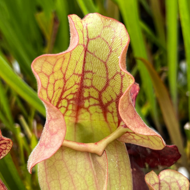 Sarracenia purpurea subsp. venosa var. burkii 'Chipola Giant' (Chipola River, Florida)