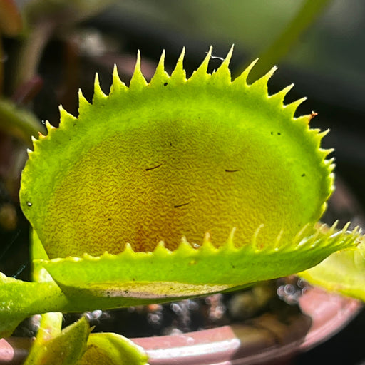 Dionaea muscipula 'Rabbit Teeth'