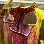 Sarracenia × soperi 'Roy Cheek'
