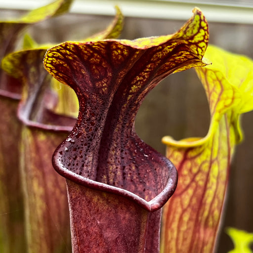 Sarracenia × soperi 'Roy Cheek'