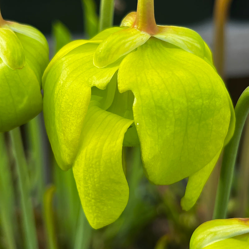 Sarracenia flava var. maxima - Tall All Green Copper Tinged, Reverse Veined
