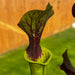 Sarracenia 'Jenny's Choice'