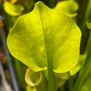 Sarracenia flava var. rubricorpora 'Manky'