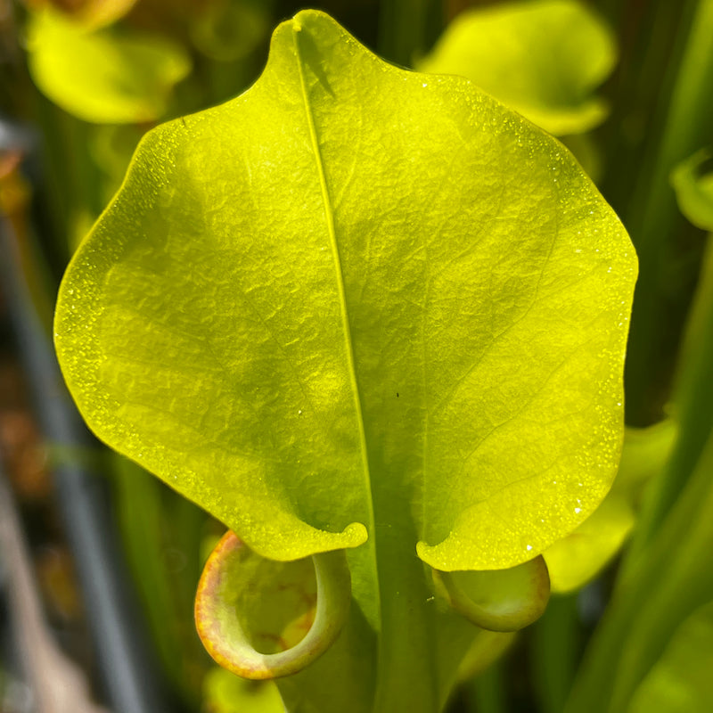 Sarracenia flava var. rubricorpora 'Manky'