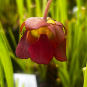 Sarracenia rubra subsp. alabamensis (Thorsby, Alabama) MK-RA3
