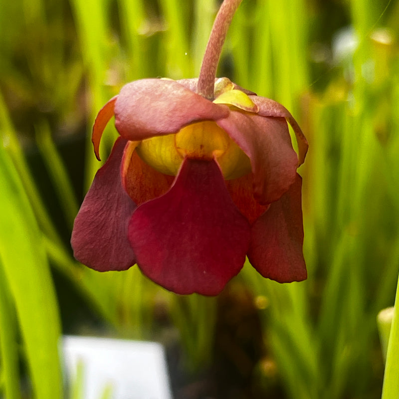 Sarracenia rubra subsp. alabamensis (Thorsby, Alabama) MK-RA3