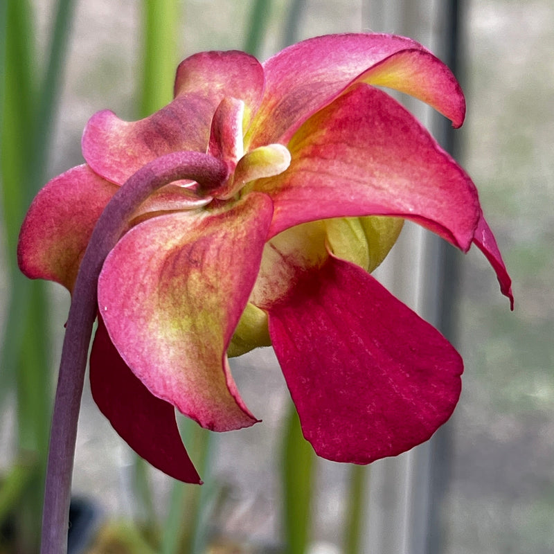 Sarracenia 'Freja'