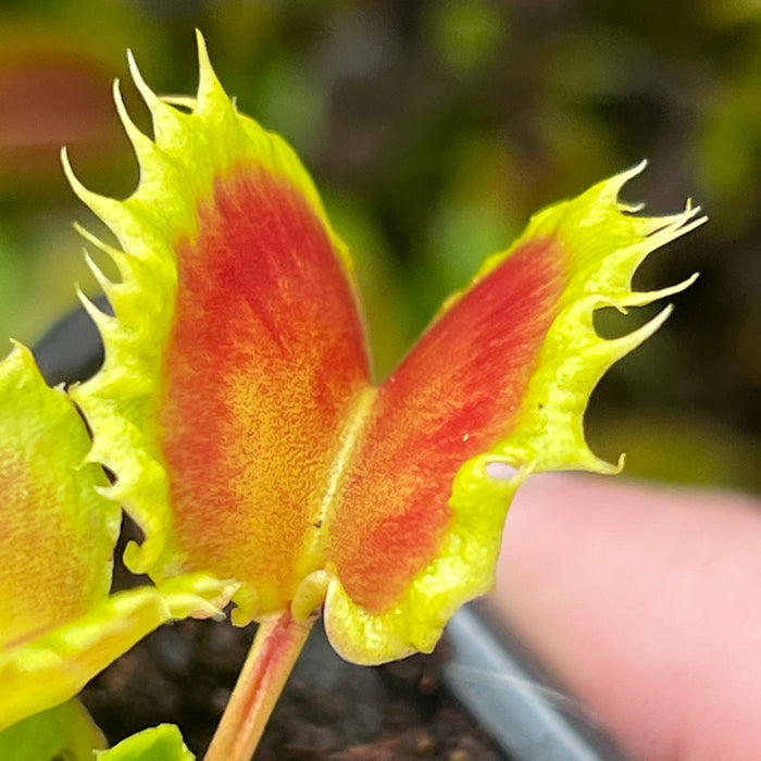 Dionaea muscipula 'Chinese Dumpling'