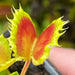 Dionaea muscipula 'Chinese Dumpling'