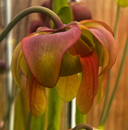 Sarracenia × moorei  'Sergeant Hartman'