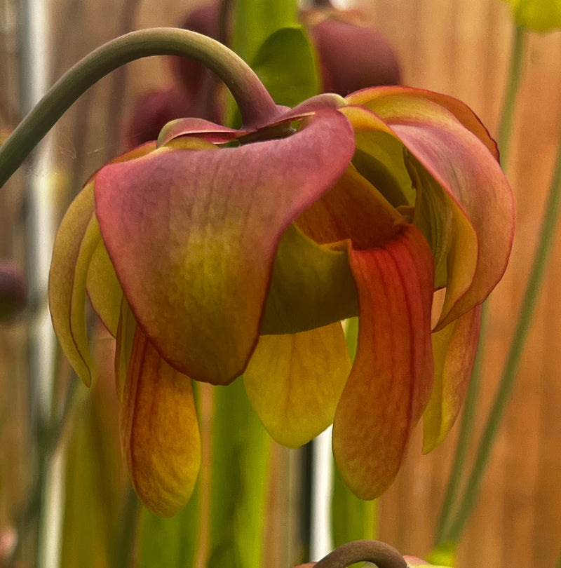 Sarracenia × moorei  'Sergeant Hartman'