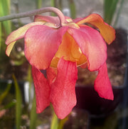 Sarracenia × moorei 'Adrian Slack'