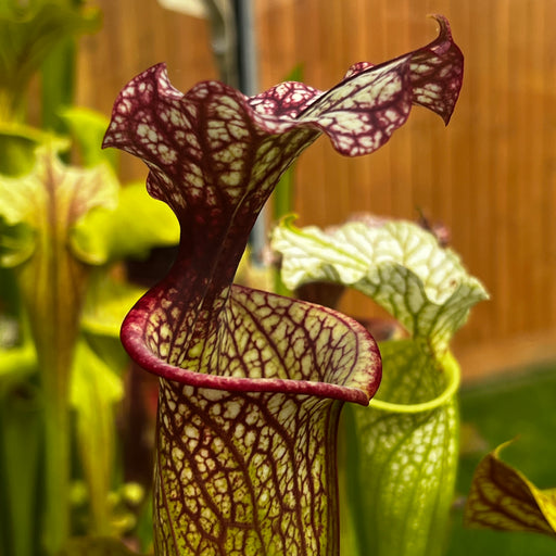 Sarracenia × moorei 'Elizabeth Aydon'