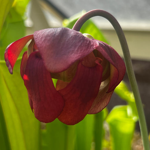 Sarracenia leucophylla Red & White (Crestview, Florida) MK-L83