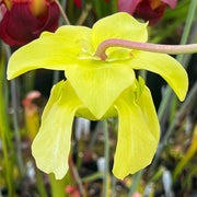 Sarracenia leucophylla 'Schnell's Ghost'