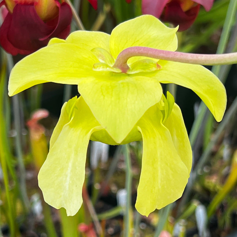 Sarracenia leucophylla 'Schnell's Ghost'