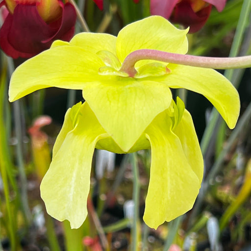 Sarracenia leucophylla 'Schnell's Ghost'