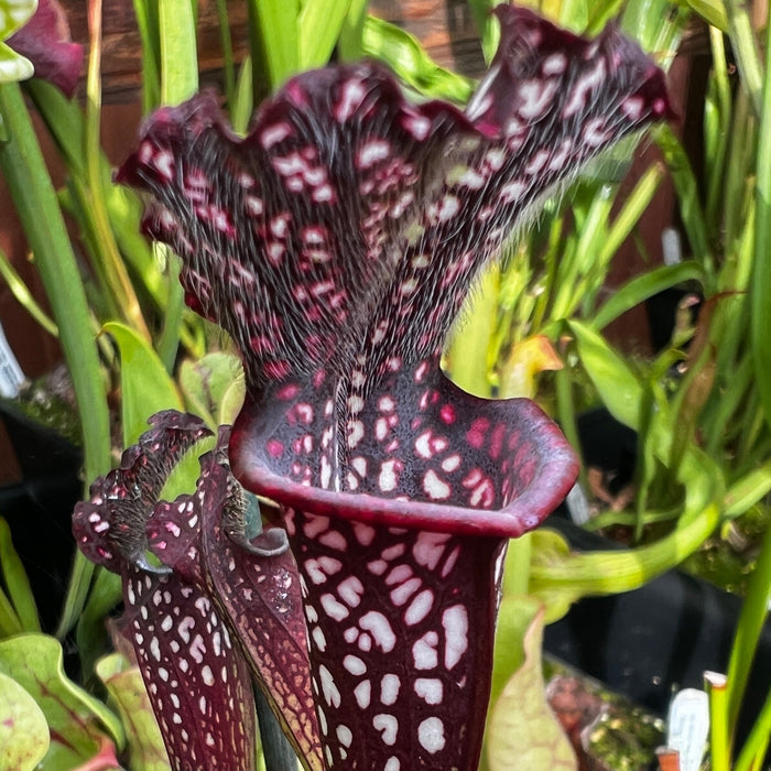 Sarracenia leucophylla 'Black Sheer'