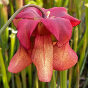Sarracenia × moorei 'Atlas 5'