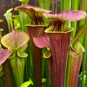 Sarracenia flava var. cuprea (Miramar Beach, Walton County, Florida)