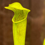 Sarracenia × miniata