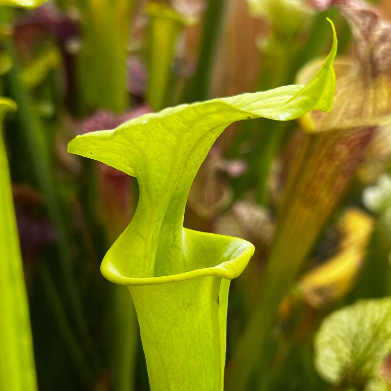 Sarracenia Flava F. Viridescens (Shallotte Brunswick County North Carolina)