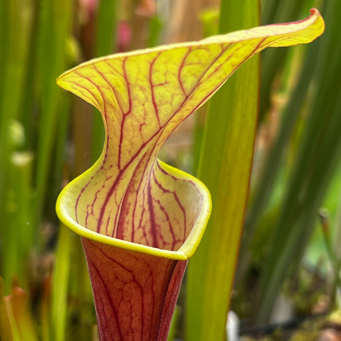 Sarracenia oreophila X flava var. ornata 'Chou-Necktie' No. 20 MK-H287