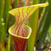 Sarracenia oreophila X flava var. ornata 'Chou-Necktie' No. 20 MK-H287