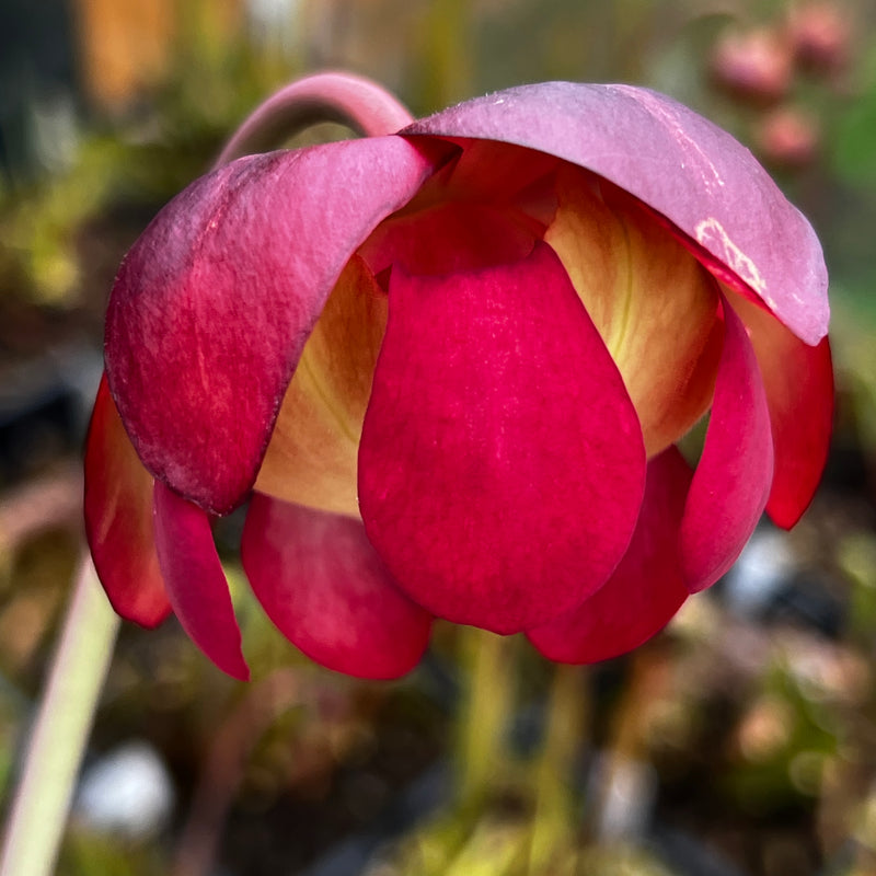 Sarracenia × mitchelliana