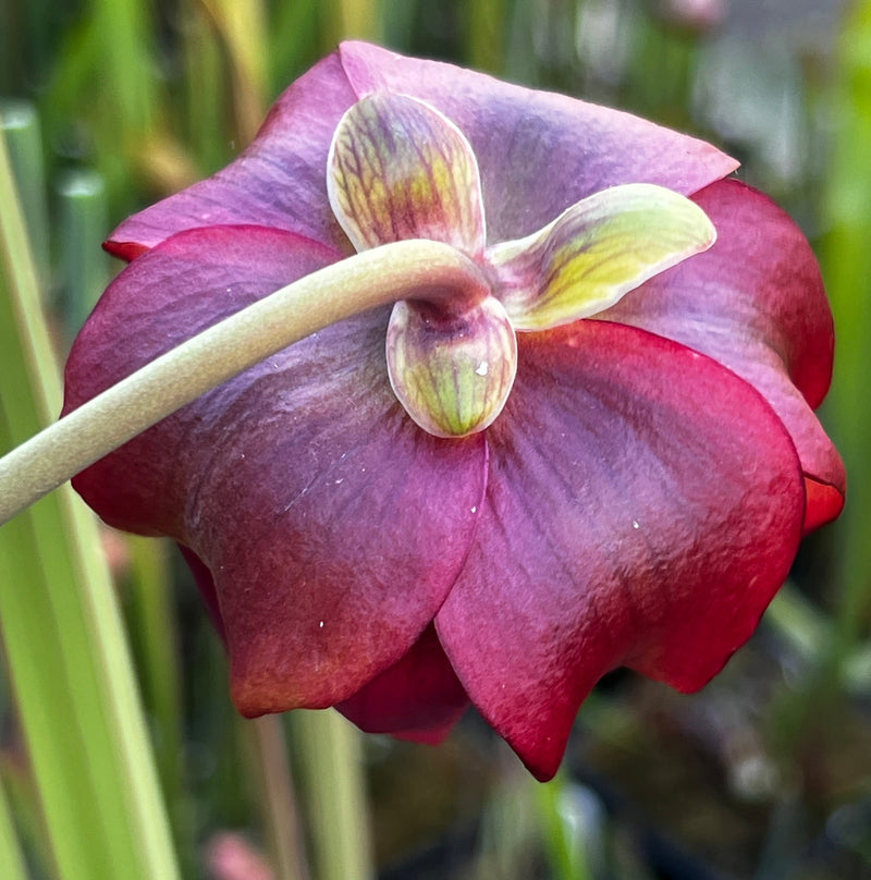 Sarracenia × moorei 'Santa Rosa Big Mouth' (Santa Rosa County, Florida)