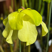 Sarracenia alata var. rubrioperculata - Large Maroon Throat MK-A59