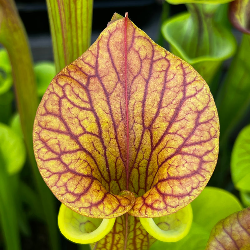 Sarracenia flava var. cuprea - Very Large Form MK-F153