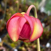Sarracenia 'Joyce Cooper'