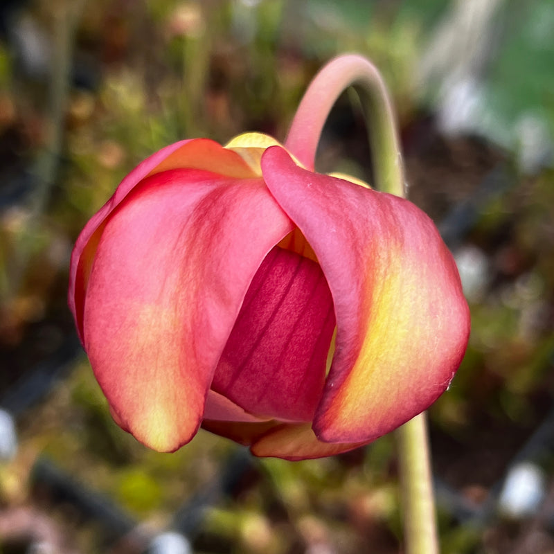 Sarracenia 'Joyce Cooper'