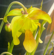 Sarracenia × moorei - Red, Very Large IP-X95